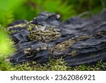 A brown northern leopard frog perched on a log in Rondeau Provincial Park.