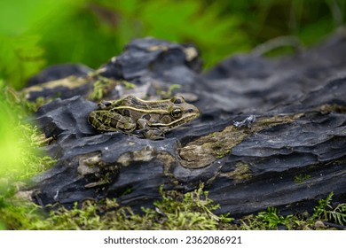 A brown northern leopard frog perched on a log in Rondeau Provincial Park. - Powered by Shutterstock