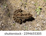 A brown northern leopard frog sitting on a hiking trail in Rondeau Provincial Park.