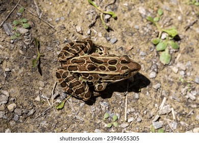 A brown northern leopard frog sitting on a hiking trail in Rondeau Provincial Park. - Powered by Shutterstock