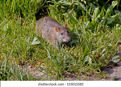 Brown Norway Rat