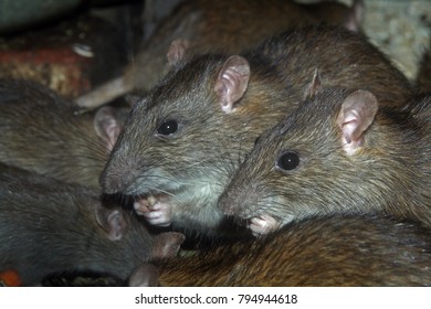 Brown Or Norway Rat (Rattus Norvegicus)