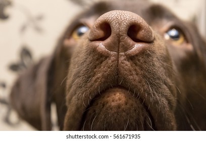 A Brown Nose Of Labrador, Close Up 