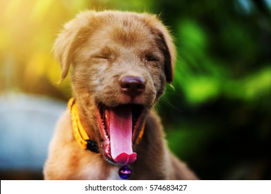 Brown Nova Scotia Duck Tolling Retriever Puppy Dog Yawn