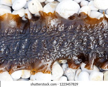 Brown Ocean Algae, Sugar Kelp Thallus Or Sea Belt On Stones Close-up, Macro. Sea Kale, Seaweed, Saccharina Latissima, Phaeophyceae, Laminariaceae