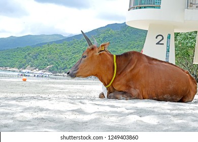 The Brown Old Sitting Cow Is On The Beach Near The Trees And Ocean