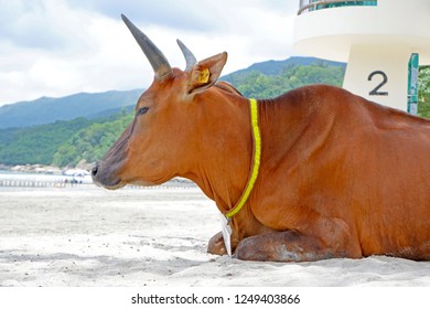 The Brown Old Sitting Cow Is On The Beach Near The Trees And Ocean