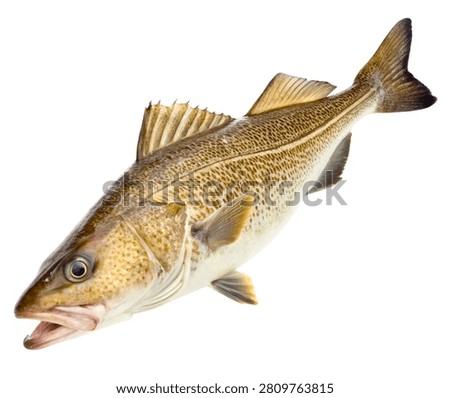 Brown Olive Atlantic Cod Fish Marine Food Fish Isolated on White Background