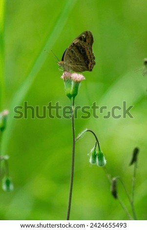 a brown and orange butterfly perched on a pink flower possibly pollinating