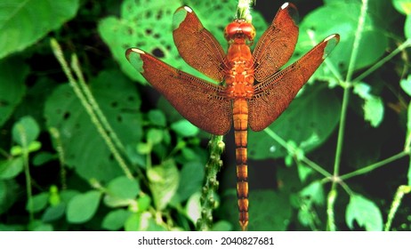 Brown, Orange Colored Full Wings Dragonfly High Contrast Photo