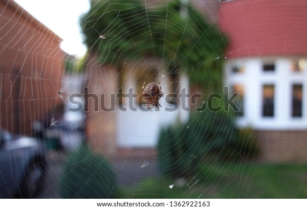 Brown orb spider, Araneus Diadematus on white\
cobweb in front garden. Some small insects stuck on the spider web.\
Space to add text on blurry white webs, green bush tree, driveway,\
house in background