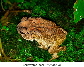 Brown Oregon Spotted Frog (Macro Photography)