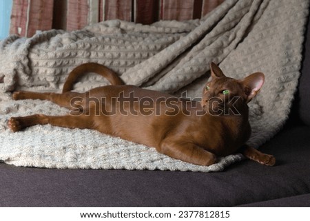 A brown Oriental cat sits gracefully on the sofa.