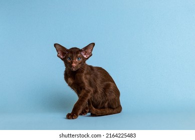 Oriental Kitten