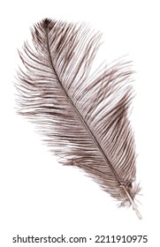 Brown Ostrich Feather Isolated On White Background