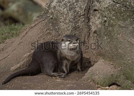 Brown Otter Facing Camera View
