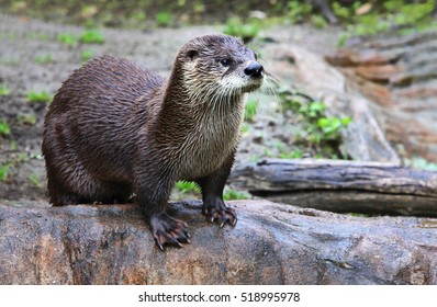 Brown otter looking away from the camera. Otter on a rock in the wilderness looking forward.