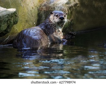 158 Karlsruher zoo Images, Stock Photos & Vectors | Shutterstock