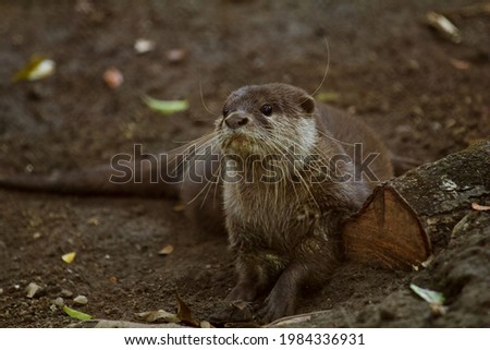 Brown Otter Sit Next to a Log