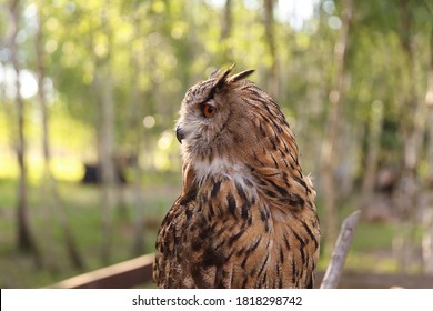 brown owl on the forest background  - Shutterstock ID 1818298742