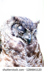 Brown Owl Sitting Stock Photo 1284841120 | Shutterstock