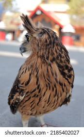 A Brown Owl Is Turning Its Head Almost 180 Degrees, An Owl Can Turn Its Head As Much As 270 Degrees