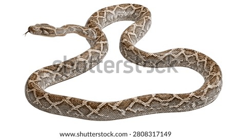 Brown patterned boa constrictor snake with tongue flicking out