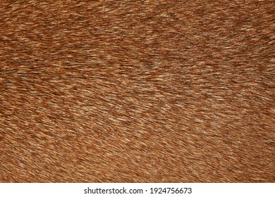 Brown Patterned Fur For Background