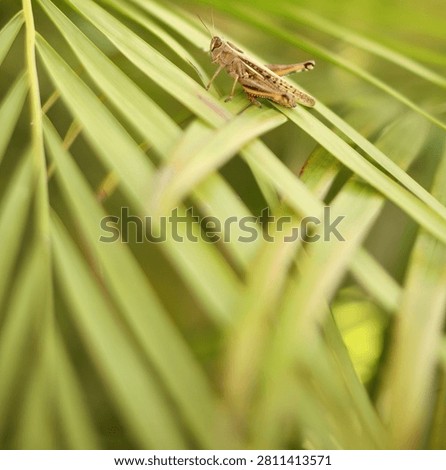 A brown patterned grasshopper rests calmly on slender, light green palm fronds, surrounded by soft blurred foliage.