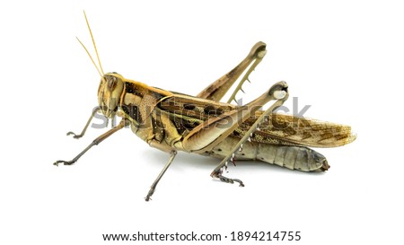 The brown patterned locust is on a completely separated white background.