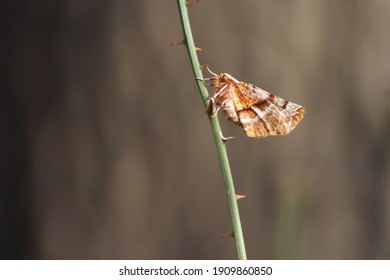 Brown Patterned Moth On A Thorny Vine