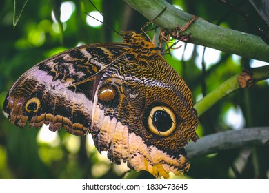 A brown patterned owl butterfly