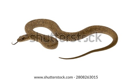 Brown patterned snake with forked tongue flicking out