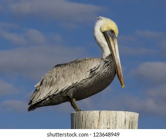 Brown Pelican