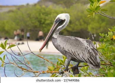 Brown Pelican