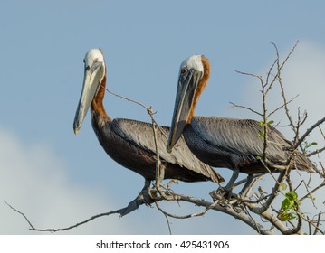 Brown Pelican