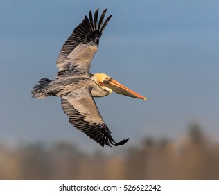 Brown Pelican