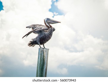 Brown Pelican