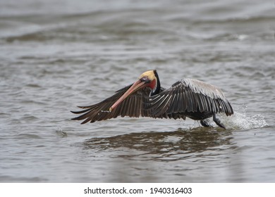 Brown Pelican Approaching Feeding Area In Cameron Parish 