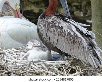 Brown Pelican Chick Beneath His Mother In The Nest