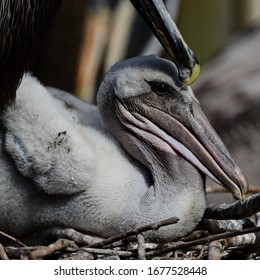 Brown Pelican Chick In Nest With Parent  Close By.