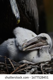 Brown Pelican Chick In Nest With Parent  Close By.