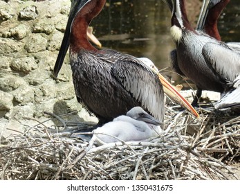 Brown Pelican Chick/baby Bird.  Coastal Bird Nesting.