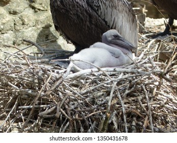 Brown Pelican Chick/baby Bird.  Coastal Bird Nesting.