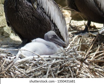 Brown Pelican Chick/baby Bird.  Coastal Bird Nesting.