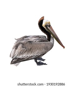 Brown Pelican Closeup Cutout Isolated On A White Background