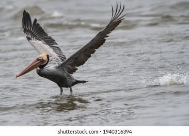 Brown Pelican Coming In For Landing At Cameron Parish