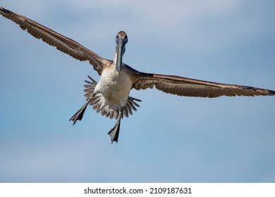 Brown Pelican Coming In For A Landing In Cameron Parish