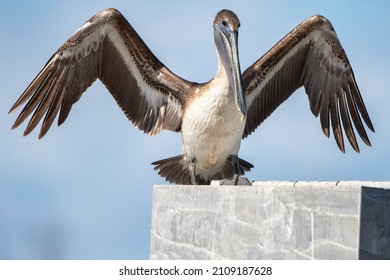 Brown Pelican At Creole Louisiana 