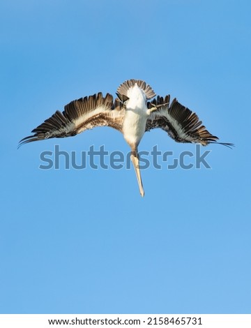 Brown pelican diving vertically at high speed